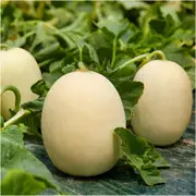 Melon Sakata Sweet seeds