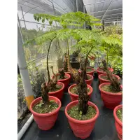 在飛比找蝦皮購物優惠-霏霏園藝筆筒樹1尺2吋盆特價2500元