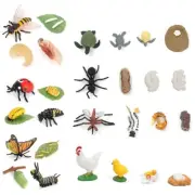 Aniaml Growth Stage Model Educational Toy Cognitive Kids Outdoor Activities