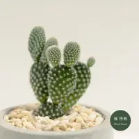 在飛比找蝦皮購物優惠-白烏帽子│Opuntia microdasys│福所栽│水泥