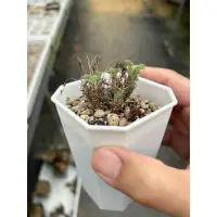 在飛比找蝦皮購物優惠-pelargonium hystrix 豪豬洋葵實生苗