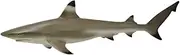 CollectA Sea Life Blacktip Reef Shark Toy Figure - Authentic Hand Painted Model