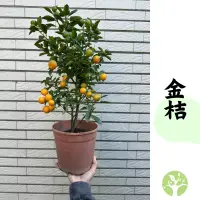 在飛比找蝦皮購物優惠-［農夫世家］帶果 四季金桔 嫁接處理 經典品種 四季生 黃金