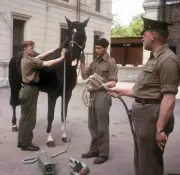 Royalty - Household Cavalry Division - Wellington Barracks, 1966 OLD PHOTO 6
