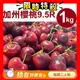 【甜露露】 加州櫻桃9.5R 1kg(1kg±10%) ,預計5月7-5月9日出貨