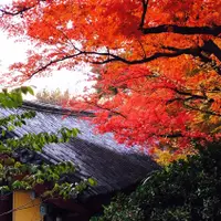 在飛比找雄獅旅遊優惠-釜山慶州大邱賞楓旅遊｜八公山纜車.紅流洞溪谷.森林研究所.金