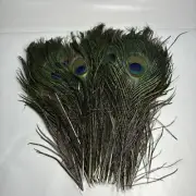 Real Natural Peacock Tail Eyes Feathers 9-11 Inches 48 Piece In Package