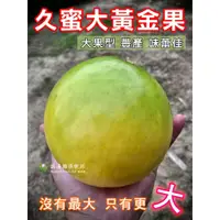 在飛比找蝦皮購物優惠-久蜜大黃金果 特大黃金果 特大果 二代 三代 頂級黃金果 網