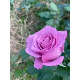【JEWEL'S茱兒森林小舖】（現貨玫瑰請聊聊報價）強香正紫羅蘭紫星玫瑰 花 3.5吋 5吋 6吋 8吋植株苗盆栽
