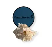 Pink Murex Phyllonotus erythrostomu Hermit Crab Sea Shell 2" - 3" (1 pc) #JC-039