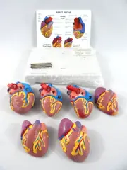 NASCO MINI HEART SET OF 3 MODELS MEDICAL TEACHING TOOL