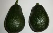 Buy Avocado Lamb Hass Fruit Tree - Persea americana