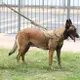 狗牽繩 伸縮牽繩 伸縮拉繩 寵物牽繩 戰術狗狗胸背帶馬犬訓練專用項圈牽引繩背心式軍犬尼龍中大型犬用