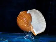 7" to 8" TONNA OLEARIA SEA SHELL REEF NAUTICAL DECOR BEACH CRAFT