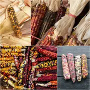 Corn Sweet - Anasazi seeds