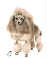 ✿ ORIGINAL Oil Portrait Painting POODLE DOG Artist Signed Artwork Puppy Art