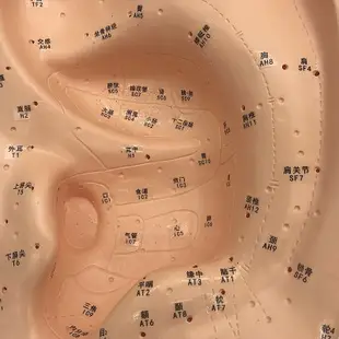【奇滿來】40cm大號耳穴按摩模型/針灸耳模/耳穴(部)反射區模型/標準耳朵穴位 中醫醫學耳朵耳針教學模型ARIS