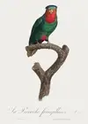 Blue-Crowned Lorikeet, Vini Australis - 1800's - Francois Levaillant Bird Poster