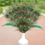 Natural Long Peacock Feathers 10-12 '' long, Pre-Steamed NEWUS