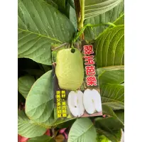 在飛比找蝦皮購物優惠-霏霏園藝新品種芭樂 翠玉（無籽）$400元4吋盆