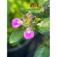 在飛比找蝦皮購物優惠-『525生態植物園』 爵床