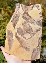 Fossil Eocene Knightia Fish Mass Mortality Plate Green River Formation, Wyoming