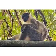 Save 10.00%! Barbados Private Guided Scenic Tour with Monkey Feeding