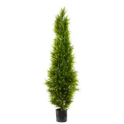 [Florabelle Living] Cypress Pine 1.8M