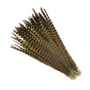 ENGLISH RINGNECK PHEASANT Natural Feathers 8-10" Halloween/Hats/Costume