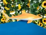 RARE Beautifully Detailed Realistic Lemon Shark 7.5" PVC Figure