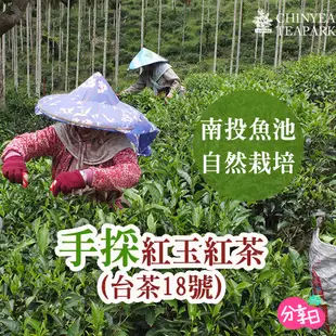 【沁意茶苑】日月潭紅玉茶包 茶 茶包 紅茶 台灣茶 分享日