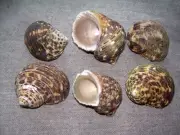 6 Pc Lot Turbo Sea Shells 1"- 2" Decor Crafts Collector Hermit Crab