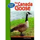 The Canada Goose