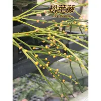 在飛比找蝦皮購物優惠-『525生態植物園』松葉蕨（觀葉或藥用植物）