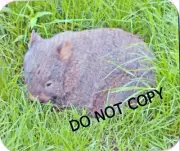 "Napping Wombat" Mouse Pad (7.75" x 9.25" Mousepad)