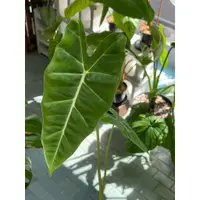 在飛比找蝦皮購物優惠-朽作藝文販賣所｜絨葉觀音蓮 Alocasia micholi