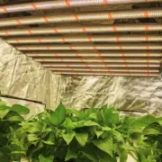 Spider 8000W Grow Light Samsung561C Full Spectrum LED Indoor Commercial Plants