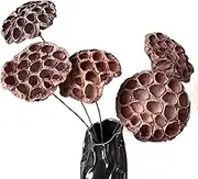 Natural Dried Lotus Pods with Stems 20'' Artificial Long Stems Artificial Dried Lotus Pods with Stems for Home Decor Wedding (5pcs Large)