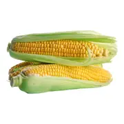 Corn Sweet - Sentinel F1 seeds