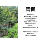 心栽花坊-青楓/1尺盆/直徑3公分/限自取/楓樹/楓葉/綠化環境/綠籬植物/售價4000特價3500