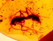 Large Worker Ant in Burmite Amber Fossil Gemstone Dinosaur Age