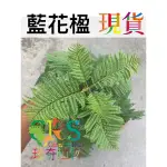 藍花楹 JACARANDA MIMOSIFOLIA 羽狀葉 偽小豆樹﹝CARNIVORUS 珍奇植物﹞