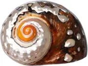 Hermit Crab Shells | Turbo Shells | African Sarmaticus Turbo Shell 2.5"-3" | Her