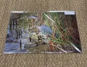 11”x17” “Great Blue Heron” At Huntington Beach SC By Larry McCrea Photography.