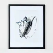 Deborah Hutton Wall Art Conch Shell
