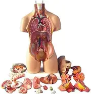55 Cm Human Torso Model, Human Body Anatomy Model, 4D Anatomical Assembly Model of Human Organs for School Teaching