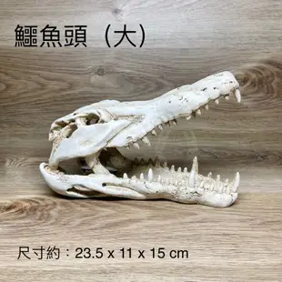 化石骨頭  ISTA 伊士達 恐龍頭 化石 骨頭 頭骨 恐龍化石 造景裝飾 水族用品 水族飾品 擺飾 魚缸 犀牛 鱷魚