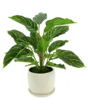 Creative Displays Rohdea Japonica Bush In A Ceramic Pot