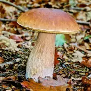 Boletus Edulis Quercicola 10g Royal Bolete Mushroom Seeds Dry Spawn/Mycelium 02