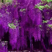 10 Purple Chinese Wisteria Seeds Purple Floribunda Wisteria Vine